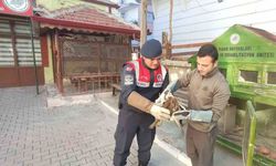 Karaman’da yaralı bulunan kızıl şahin koruma altına alındı