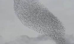 Karapınar’da sığırcık kuşları görsel şölen oluşturdu