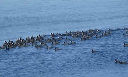Kars’ın "Yerli Penguenleri" görev başında