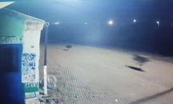 Kars’ta kurtlar tilkiyi, köpekler kurtları kovaladı