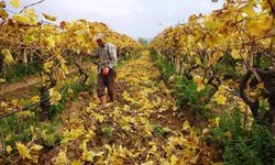 Kartpostallık görüntüler eşliğinde Sarıgöl’de budama çalışmaları sürüyor