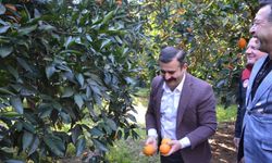 Kaymakam Kumcu, ’Köyceğiz Portakalı’ hasadına katıldı