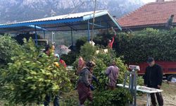 Kilogramı 25 liradan satılan defne yaprağı bir köyün geçim kanağı oldu