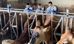 Kırklareli’nde büyükbaş hayvan işletmelerinde hastalıktan ari kontrolleri