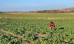 Kırklareli’nde kanola gelişimi inceleniyor