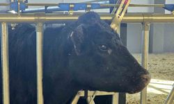 Kırsalda Bereket Hayvancılığa Destek Projesi, 2028 yılına kadar sürecek