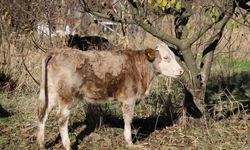 'Kırsalda bereket var' projesiyle üreticiye büyükbaş desteği