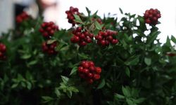 Kırşehir’de aralık ayının en çok tercih edilen çiçeği kokina oldu