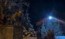 Kış uykusuna yatmayan ayılar böyle görüntülendi