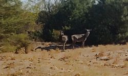 Kızıl geyikler aylar sonra Spil Dağı'nda yeniden görüntülendi