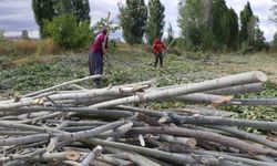 Kömür pahalı, odun umut: Erzincan kırsalında kış mesaisi