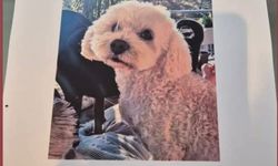 Köpeğini bulana 10 bin lira ödül verecek