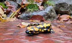 Koruma altındaki ’Benekli Semenderler’ Kemaliye’de görüntülendi