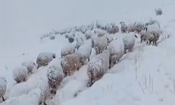 Koyun sürüsünün kar altında zorlu yolculuğu