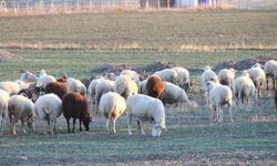 Koyunlar bu kışı kırda otlayarak geçiriyor