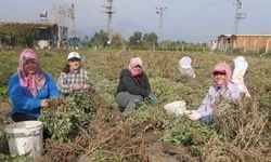 Kuraklığın rekolteyi etkilediği yer fıstığında hasat başladı