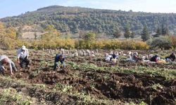 Kuraklık nedeniyle verimin yarı yarıya düştüğü tatlı patateste son hasat yapıldı