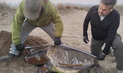 Kuşadası’nda son bir haftada 3 deniz kaplumbağası ölü bulundu