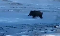 Mahalleye yakın bir noktada domuz görüldü