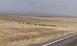 Malazgirt’te domuz sürüsü görüntülendi