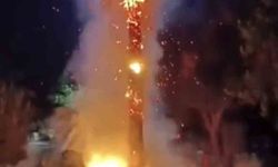 Mardin’de 15 yıllık palmiye ağacını ateşe verdiler