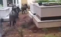 Marmaris’te domuz istilası sürüyor: "Yeni adres mezarlıklar"