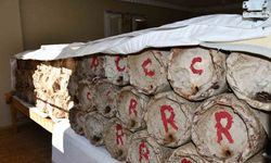 Misafir odasını bal arılarına ayırdı