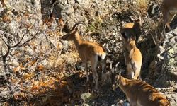 Munzur’un sarp kayalıklarında yaban keçileri