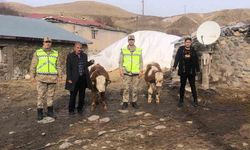 Muş’ta çalınan 2 büyükbaş hayvan bulundu