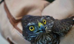 Muş’ta yaralı halde bulunan atmaca tedavi altına alındı