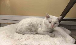 Okul, sokak kedisinin yuvası oldu