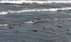 Ordu’da yaban ördekleri şöleni: 11 kuşluk sürü görüntülendi