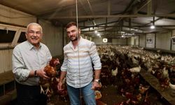Ordu'da yumurta üretimi, verilen destekler ile zarardan kara dönüştü: İlin ekonomisine yıllık 500 milyon lira gelir