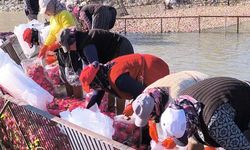 Osmaniye Kadirli’de turp mesaisi: Soğuk suda ekmek mücadelesi