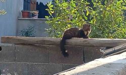 Osmaniye sokaklarında nadir misafir: Sansar güneşlenirken görüntülendi