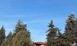 Osmaniye’de sığır balıkçıllarının kış konaklaması ilgi çekiyor