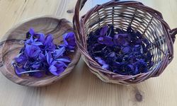 Osmaniye’de yüksek getirili safrana ilgi artıyor