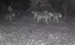 Ovacık’taki yaban hayatı kamerada