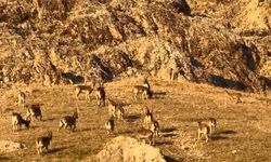 Palu’daki tarihi kalede dağ keçileri görüldü