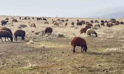 Patnos'ta kar yağmaması çiftçilerin yüzünü güldürdü