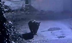 Rize’de avcıların yakalayamadığı ayı güvenlik kamerasına yakalandı