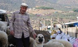 Şap karantinası meraları boşalttı
