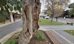 Şehirdeki 20 anıt ağaçtan biri olan çınar, gövdesi olmadan dış kabuğu üzerinde duruyor