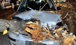 Seyir halindeki otomobilin üzerine ağaç devrildi