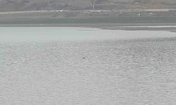 Sıhke Göleti’ne giren inek telef oldu