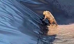 Siirt’te kurt boş havuza düştü