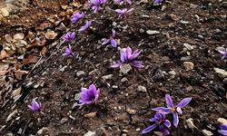 Siirt’te safran üretiminde ilk başarılı uygulama gerçekleştirildi