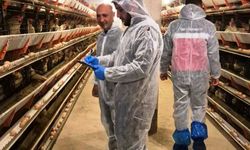 Simav'da ticari yumurtacı tavukçuluk işletmesinde ilk resmi denetim