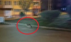 Sinop’ta aç kalan çakal şehir merkezine indi