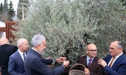 Stratonikeia’da ilk ‘Zeytin Hasat Festivali’ düzenlendi